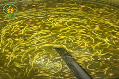 طرز تهیه آش رشته